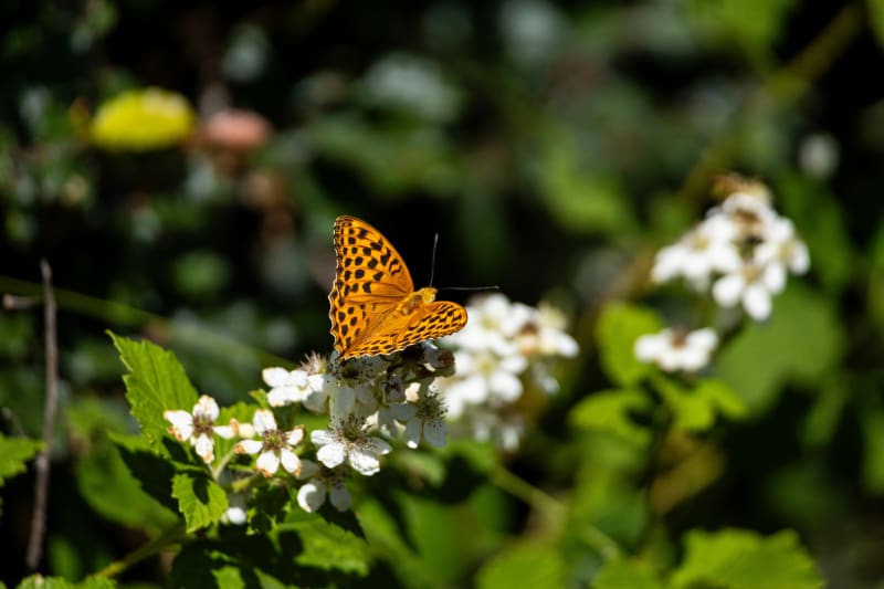Farfalla