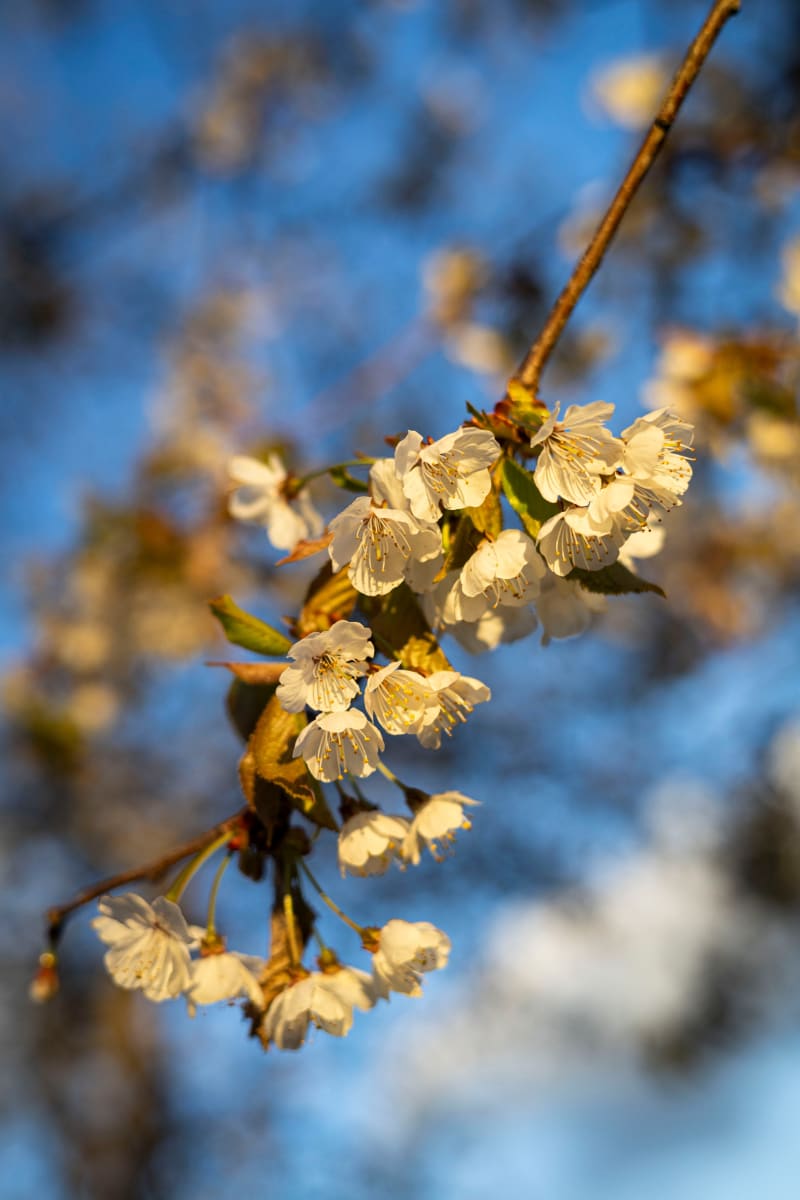 Fiori di ciliegio