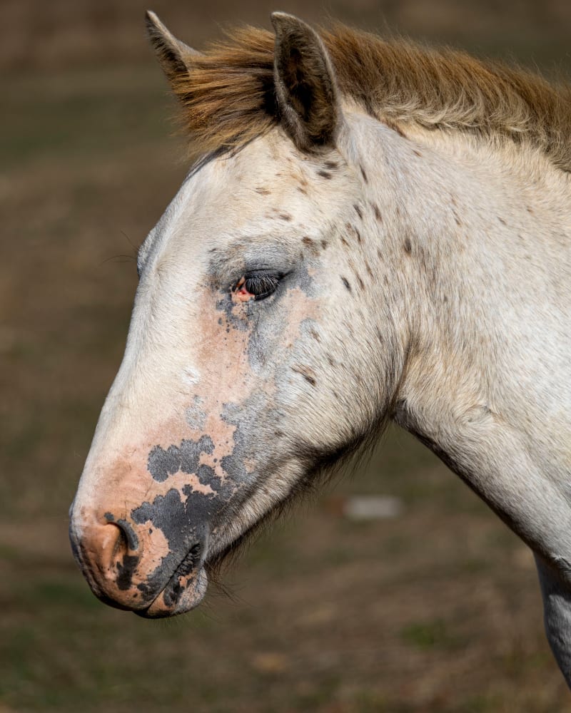 Ritratto di un cavallo