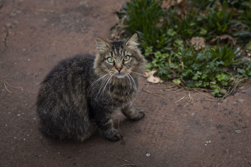 Gatto curioso