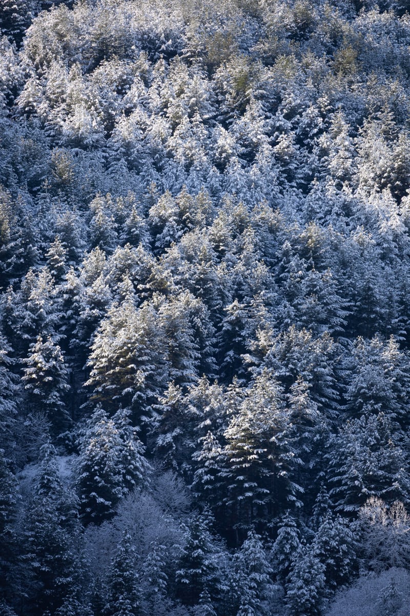 Alberi nevosi
