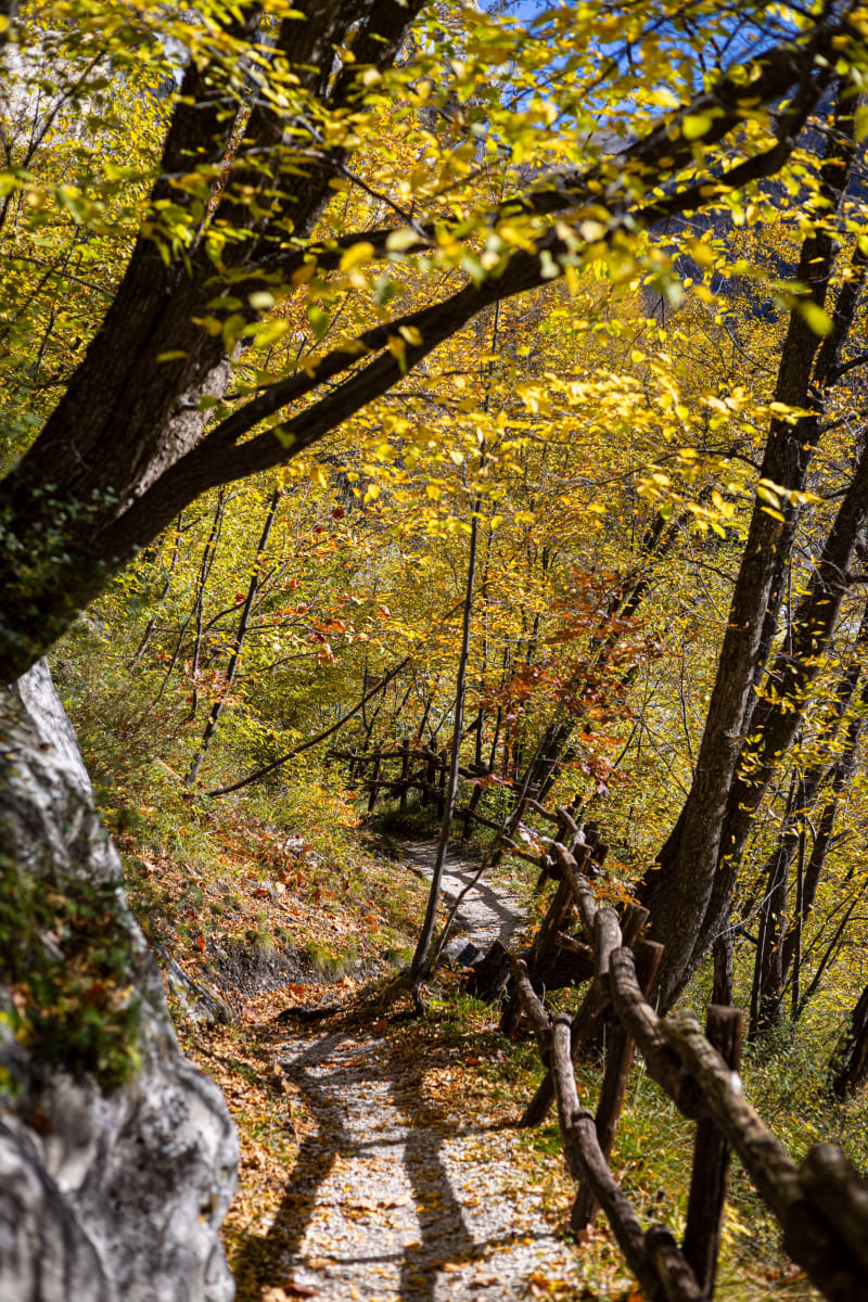 Sentiero nel bosco