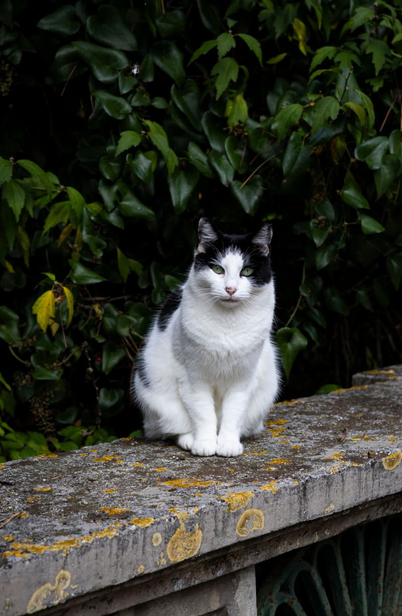 Gatto giudicatore