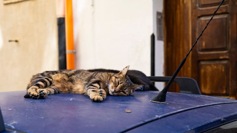 Gatti a riposo