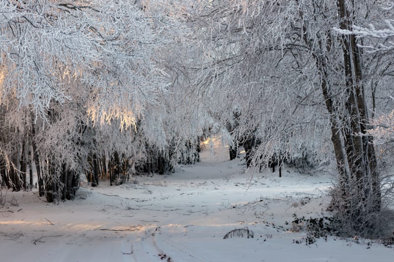 Alberi ghiacciati