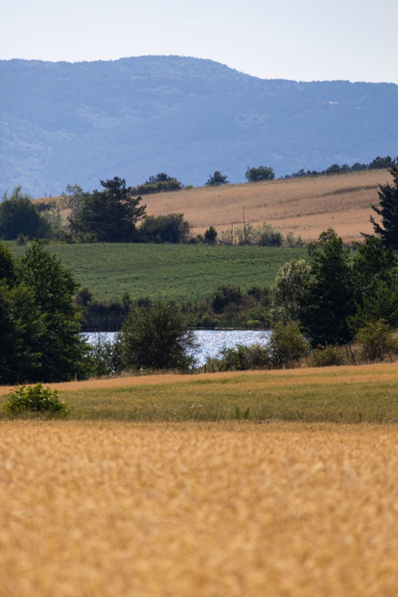 Campo di grano