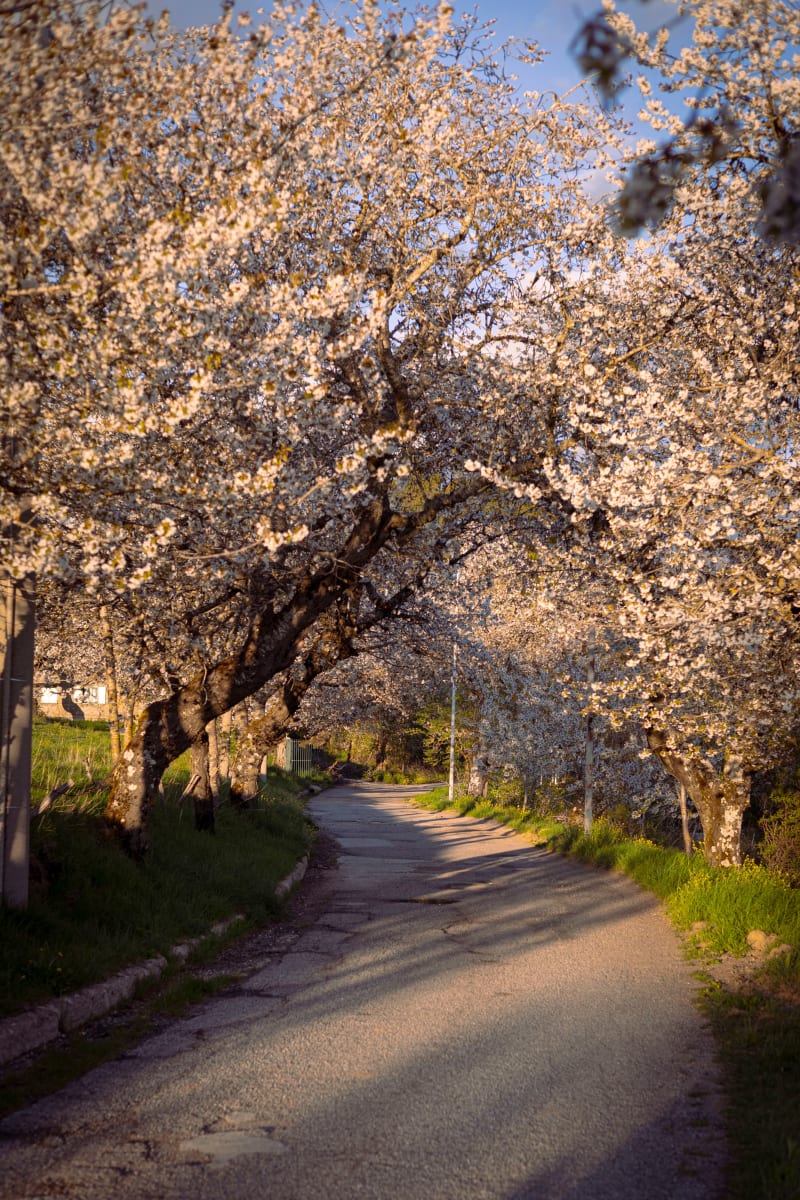 Viale fiorito