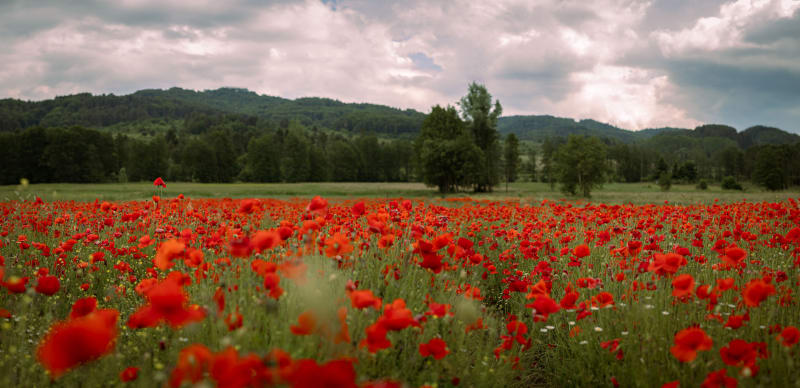 Campo di papaveri