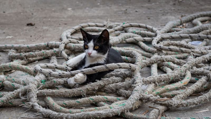 Gattino di mare