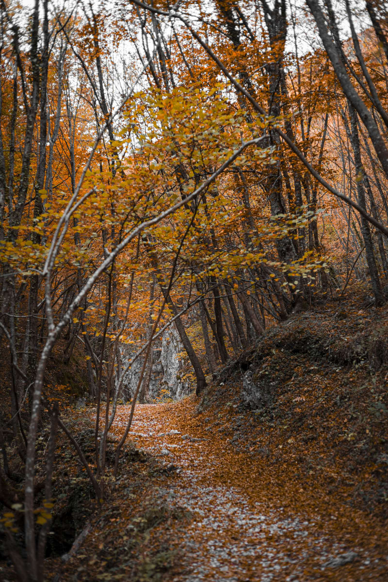 Bosco della Maiella
