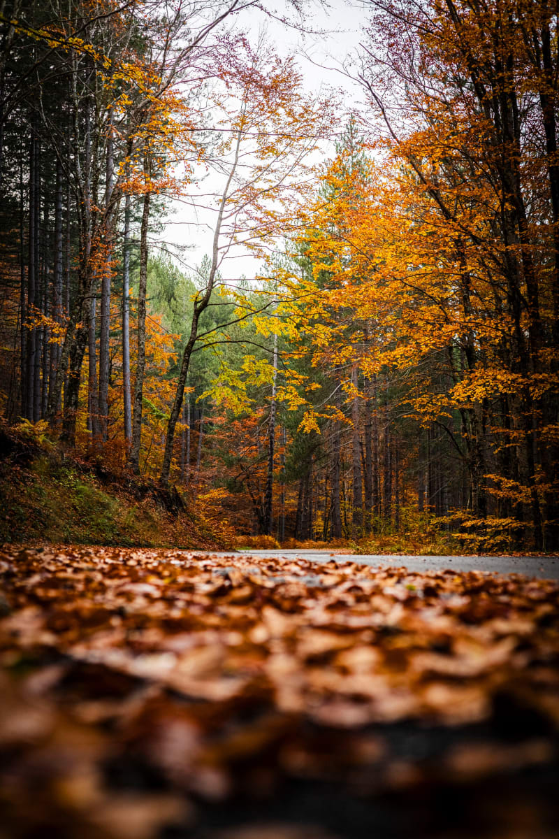 Mix autunnale