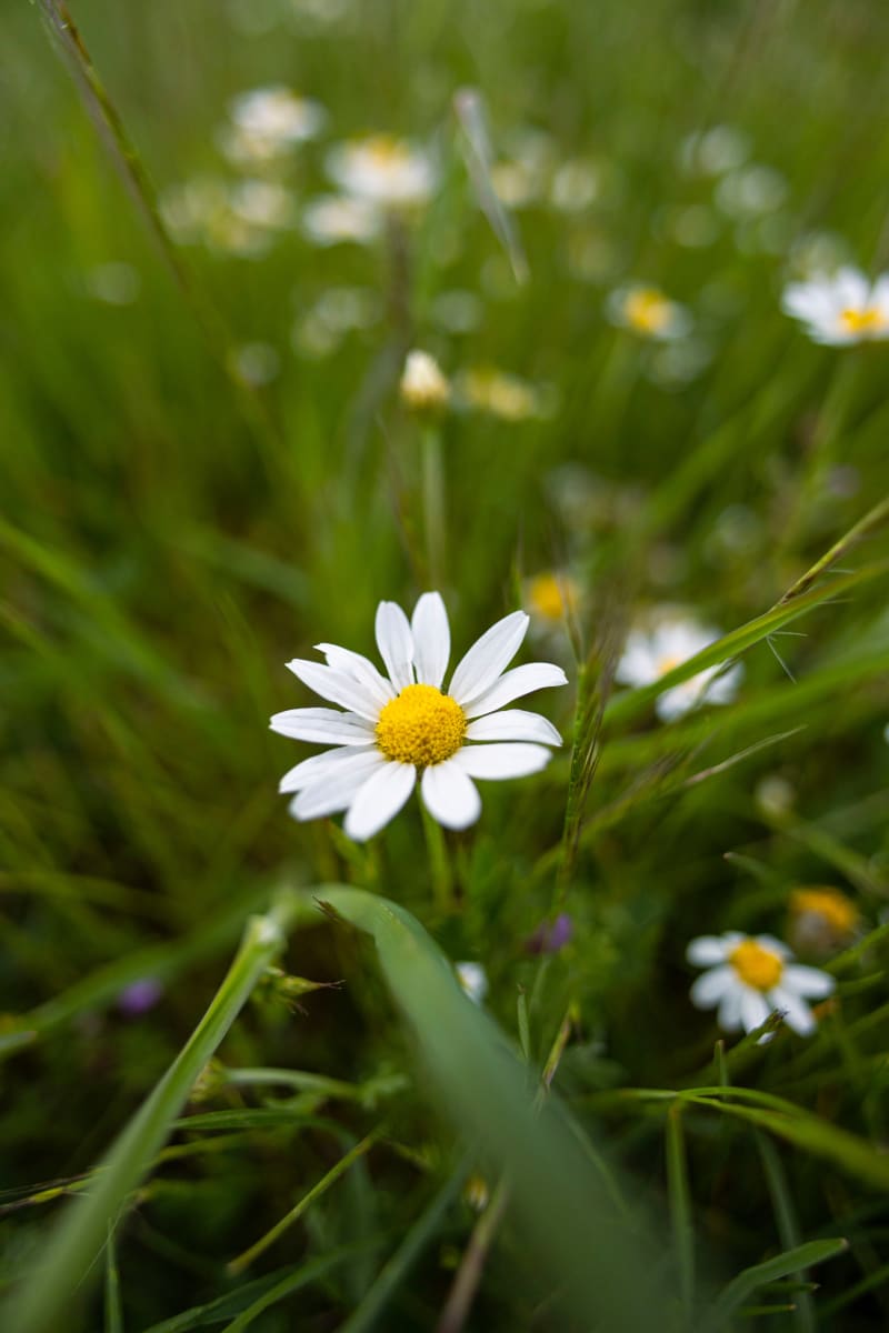 Margherita di campo