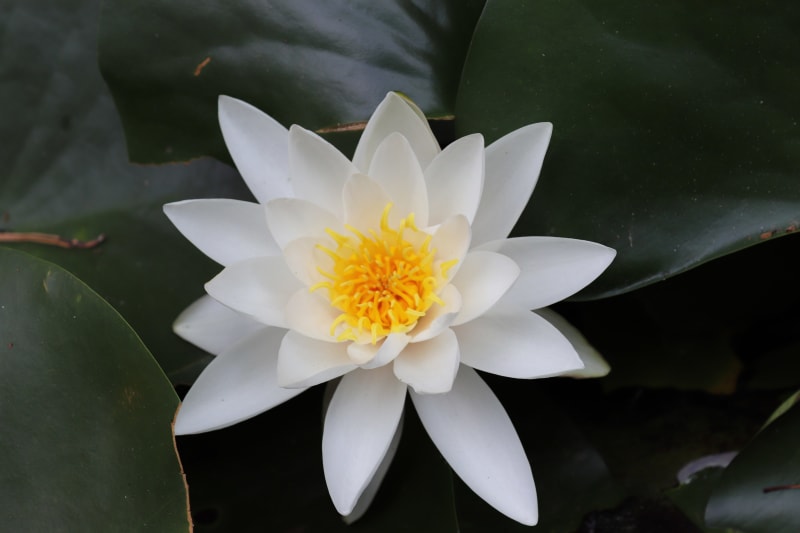 Fiori di loto