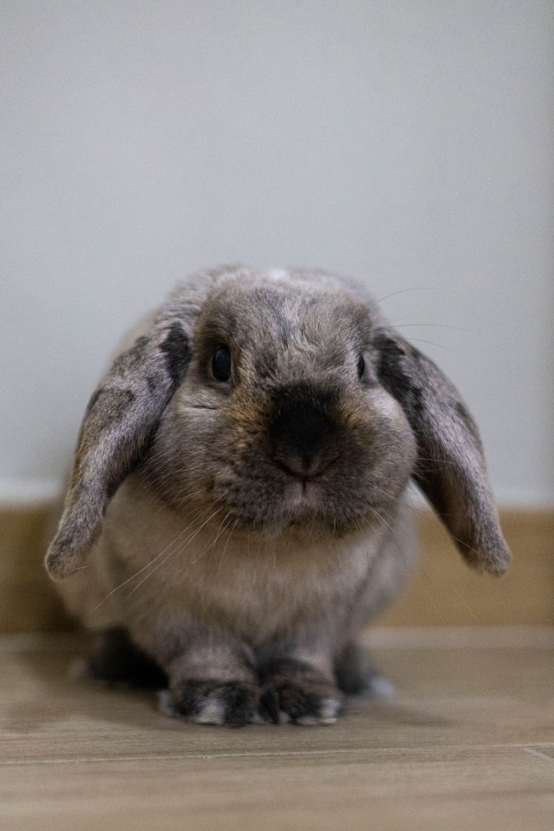 Kiro