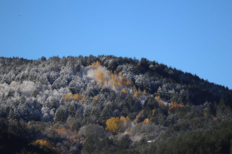 Ultime foglie su prima neve