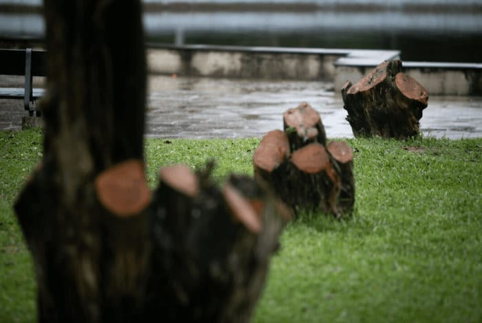 Arborização Urbana em debate na capital gaúcha