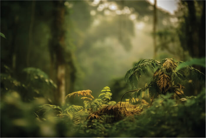 Um momento para Ser Planta