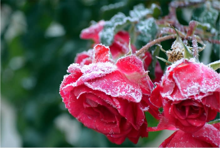 Inverno, tempo de cuidar das plantas