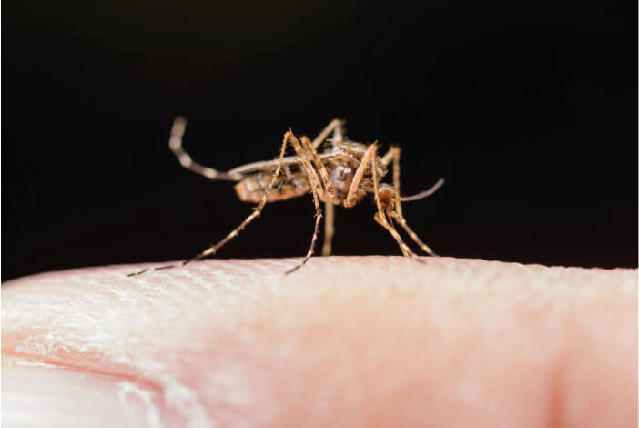 O clima dá as regras no jogo contra a dengue