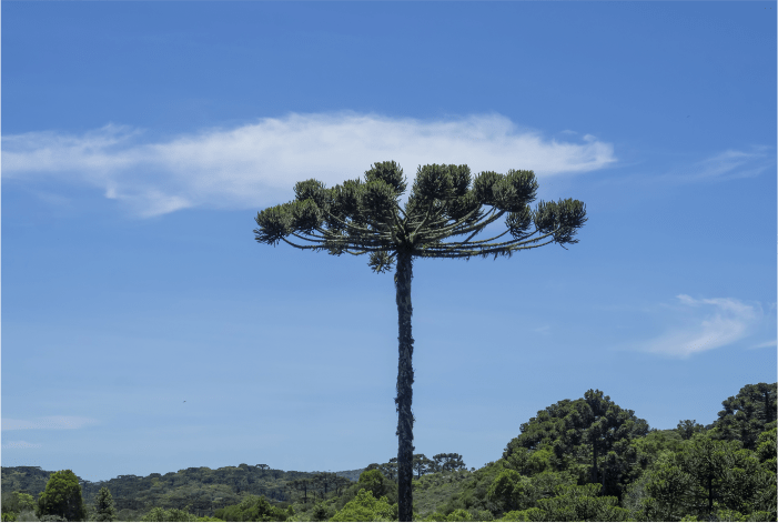 Ecologistas registram memórias