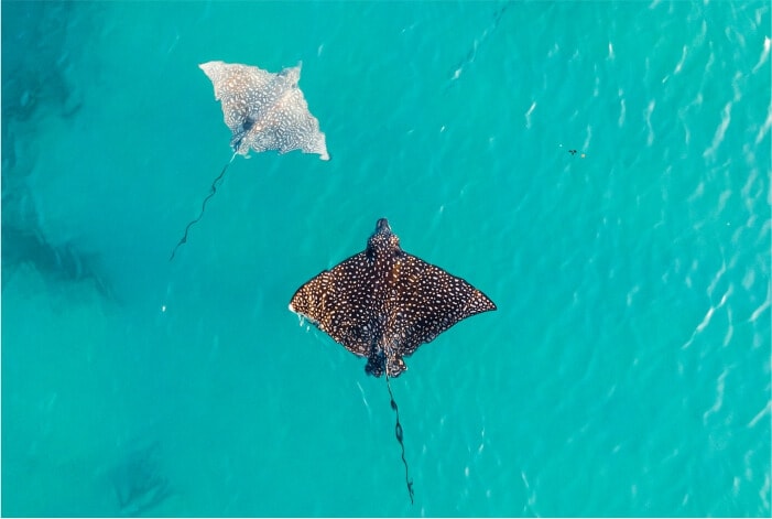 Década dos Oceanos pede urgência