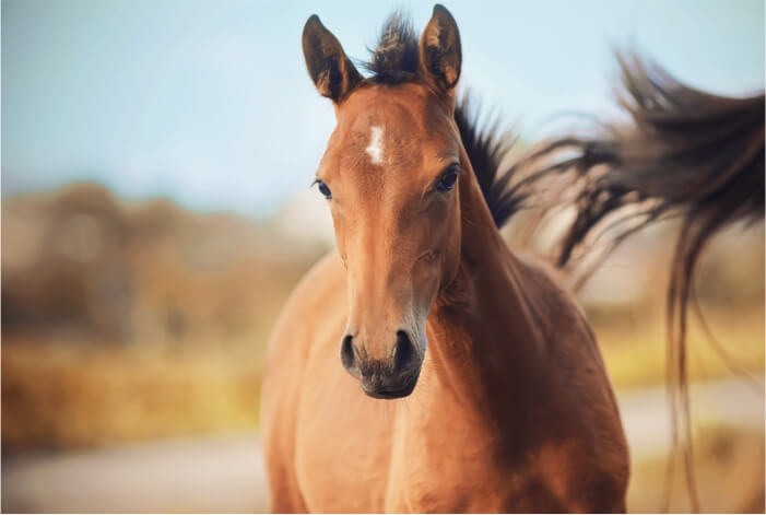 As cinco liberdades dos animais