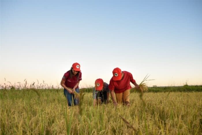 Festa do arroz Agroecológico 