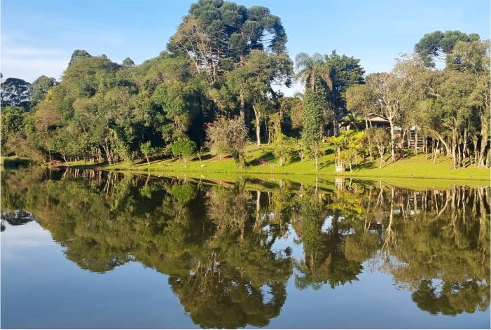 Árvores, sempre elas