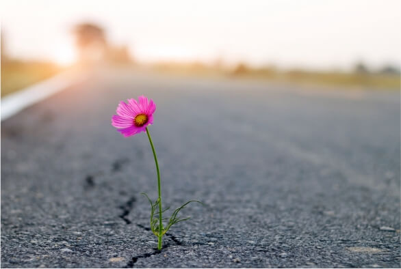 Flor crescendo no asfalto