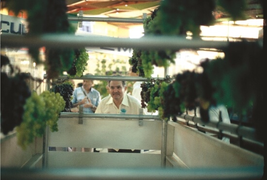 Exposição de uvas na Festa da Uva