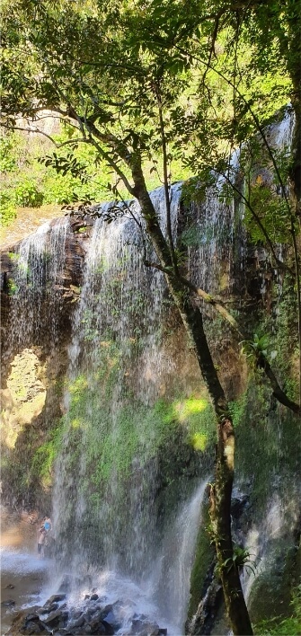 Cachoeira e árvores