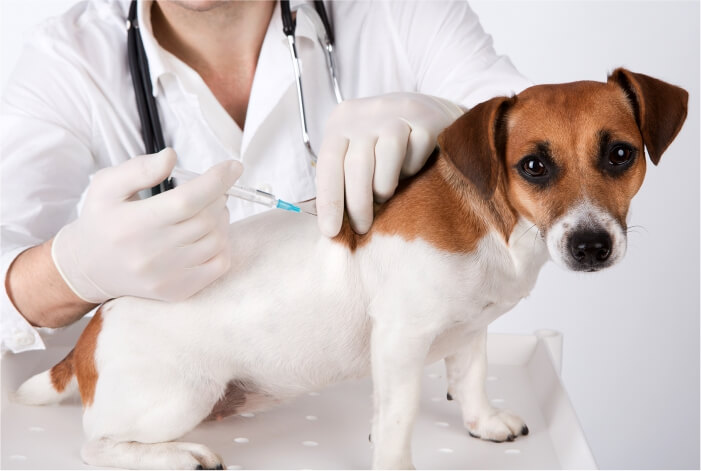 Cachorro sendo vacinado pelo veterinário