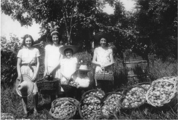 Mulheres e a colheita de tungue