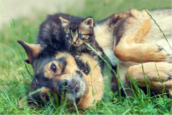 Cachorro deitado na grama com um gato deitado em cima dele