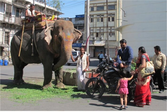 Elefante passeando nas ruas da Índia