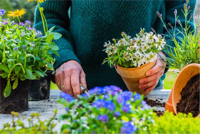 Plantio de flores em vasos