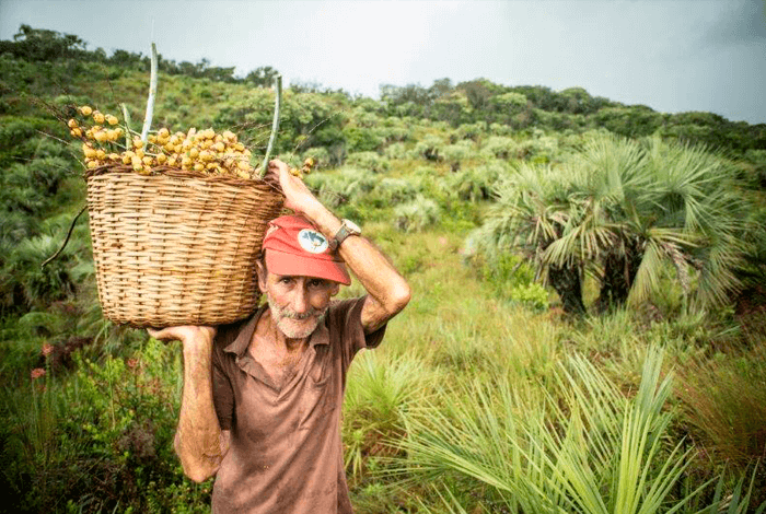 Sorveteria Florestal em COQUINHOS