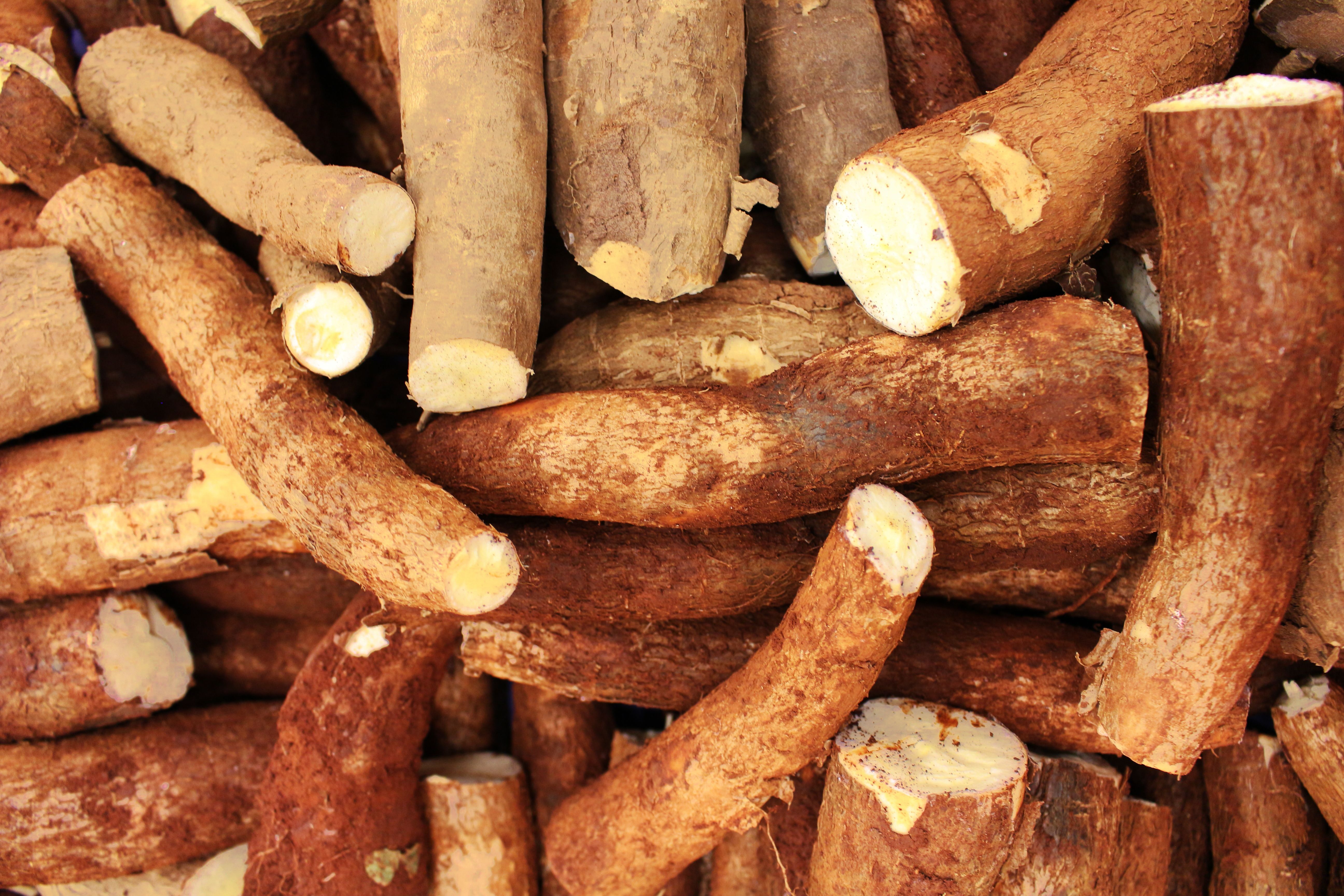 Manioc Frais