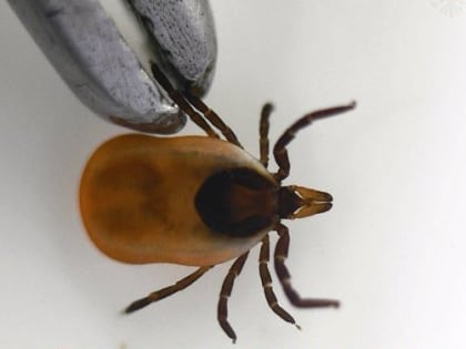 Более 50-ти случаев укусов клещей зарегистрировано в ЕАО