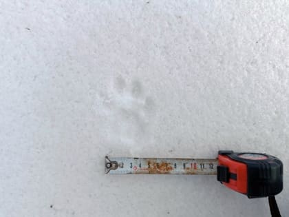 Детёныш леопарда вышел к автомобильной дороге в Приморье (видео)