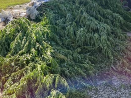 В Волочаевке задержан местный житель за незаконное выращивание конопли