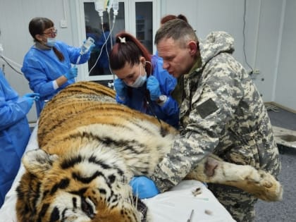 Тигра, отловленного в Хабаровском крае, будут оперировать