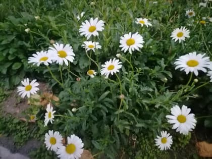 Прогноз погоды в Биробиджане на следующую неделю