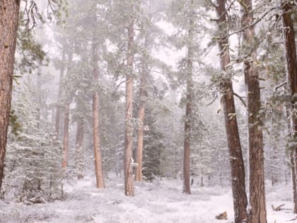 Лютые 40-градусные морозы сковали ЕАО и уходить не собираются