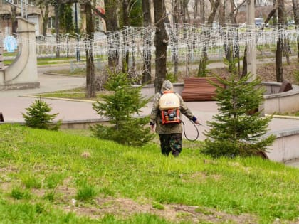 Обработку от клещей в общественных местах проводят в Биробиджане