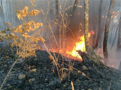 В ЕАО проводится мониторинг состояния воздуха из-за природных пожаров