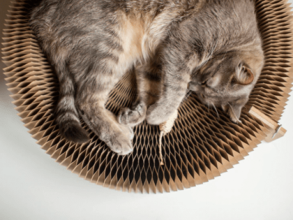 Гороскоп на 6 января: Овны - возьмите на себя ответственность, Львы - избегайте конфликтов