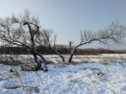 Данила декабрь торопит: приближение Нового года и Рождества ожидали на Руси 30 декабря