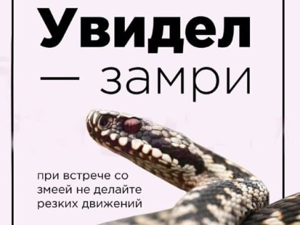 Гадюки, щитомордники, полозы и ужи нередко встречаются с жителями автономии.