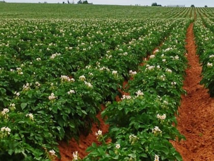 Нулевую ставку сельхозналога для фермеров ЕАО могут продлить на 2023 год